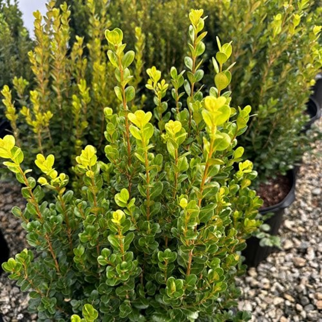 BOXWOOD NEWGEN FREEDOM®