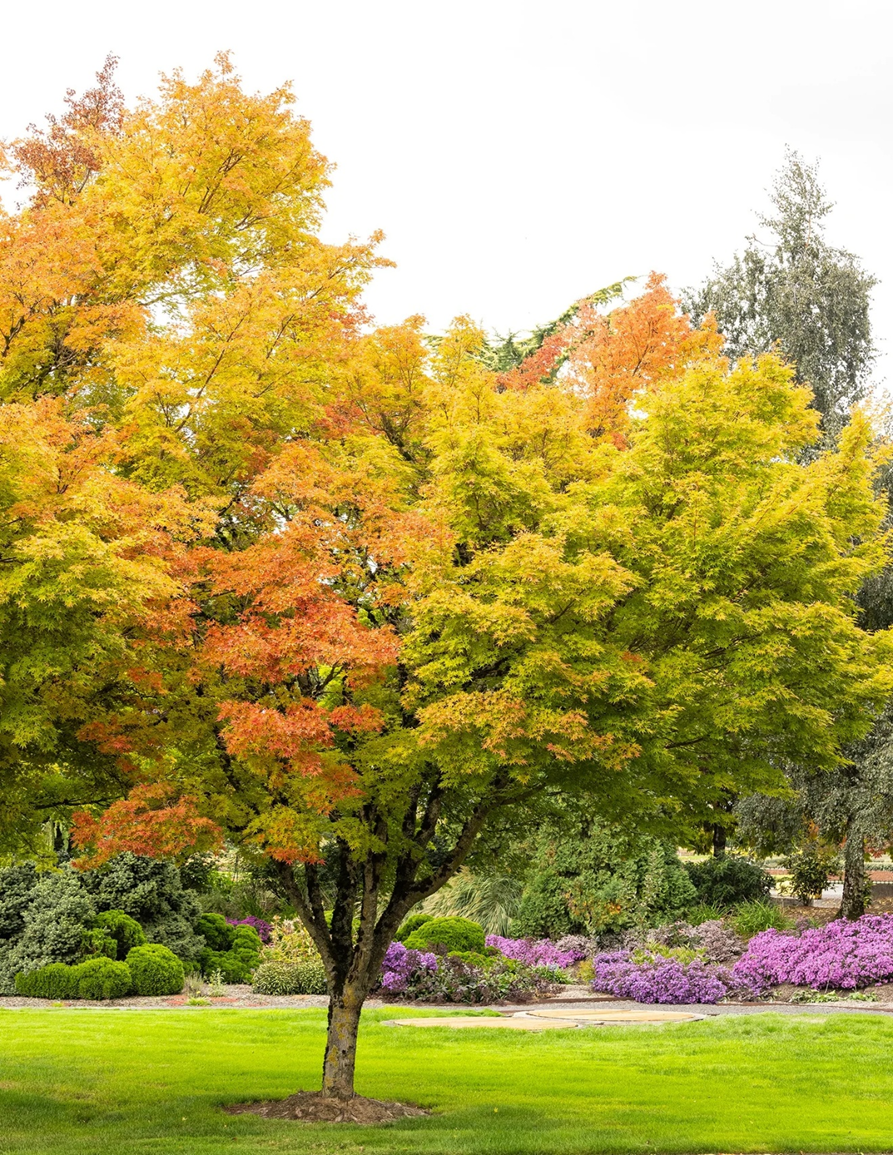 CORAL BARK JAPANESE MAPLE