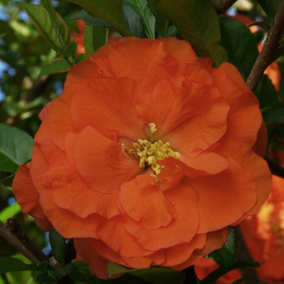 DOUBLE TAKE® ORANGE STORM QUINCE