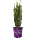 STRAIGHT & NARROW® HOLLY
