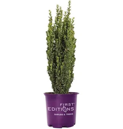 STRAIGHT & NARROW® HOLLY