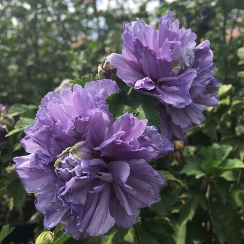 BLUEBERRY SMOOTHIE HIBISCUS