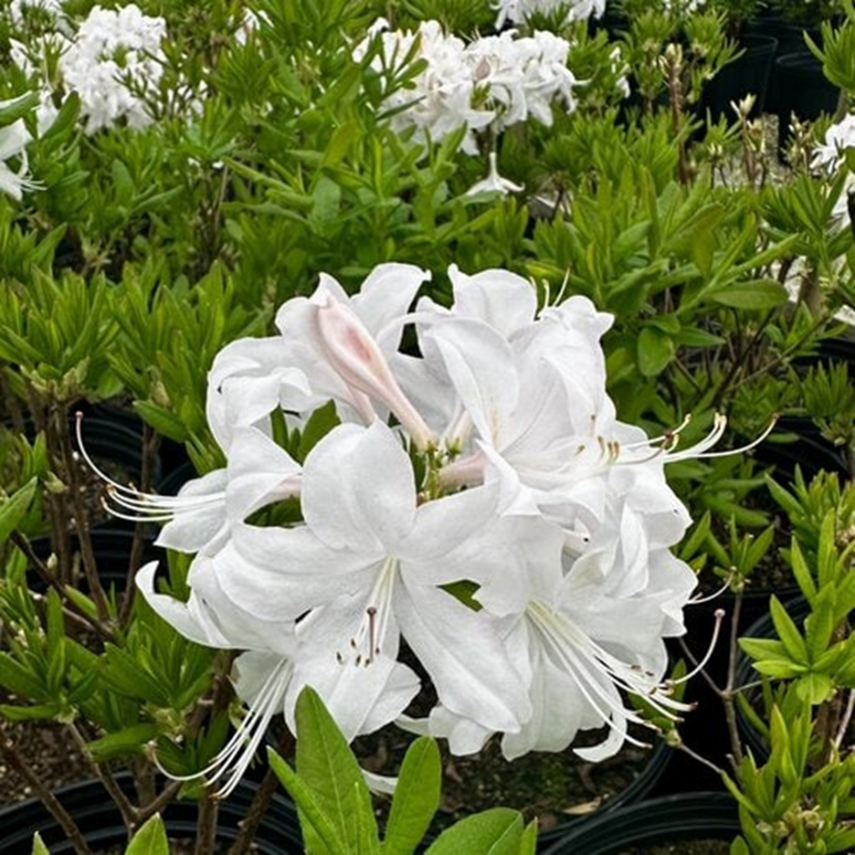WHITE LIGHTS AZALEA
