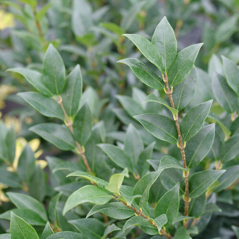 KINDLY™ WAXLEAF LIGUSTRUM