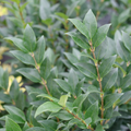 KINDLY™ WAXLEAF LIGUSTRUM
