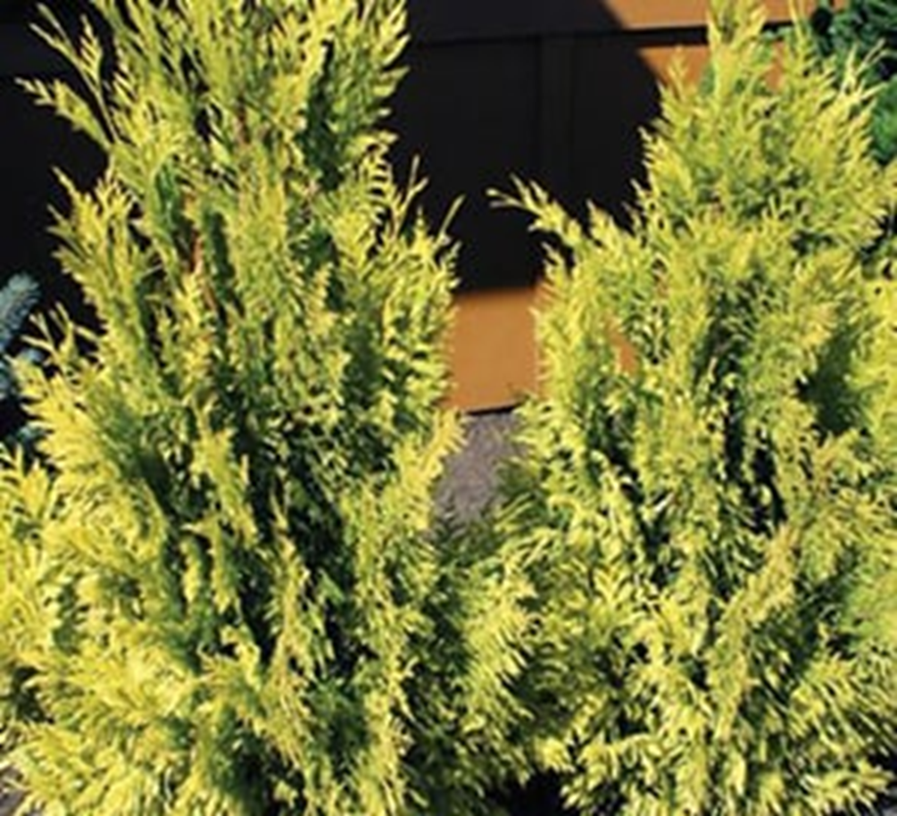 FOREVER GOLDY ARBORVITAE