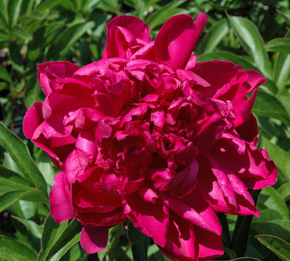 PAUL M. WILD PEONY