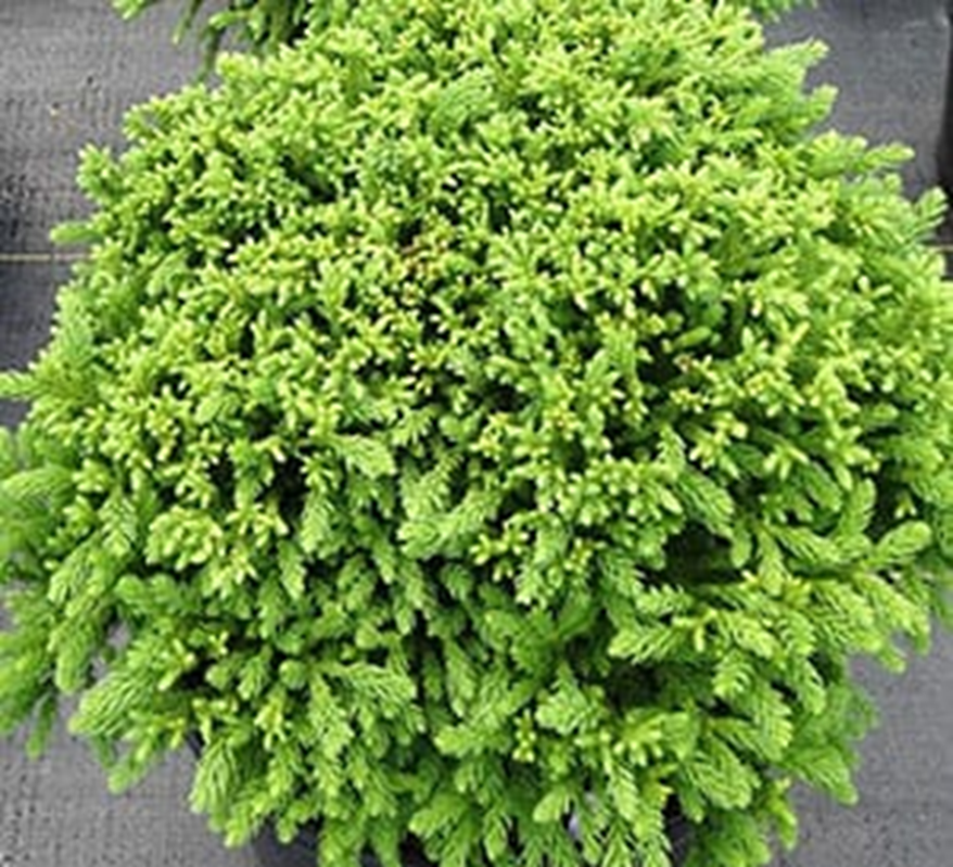 DRAGON PRINCE CRYPTOMERIA