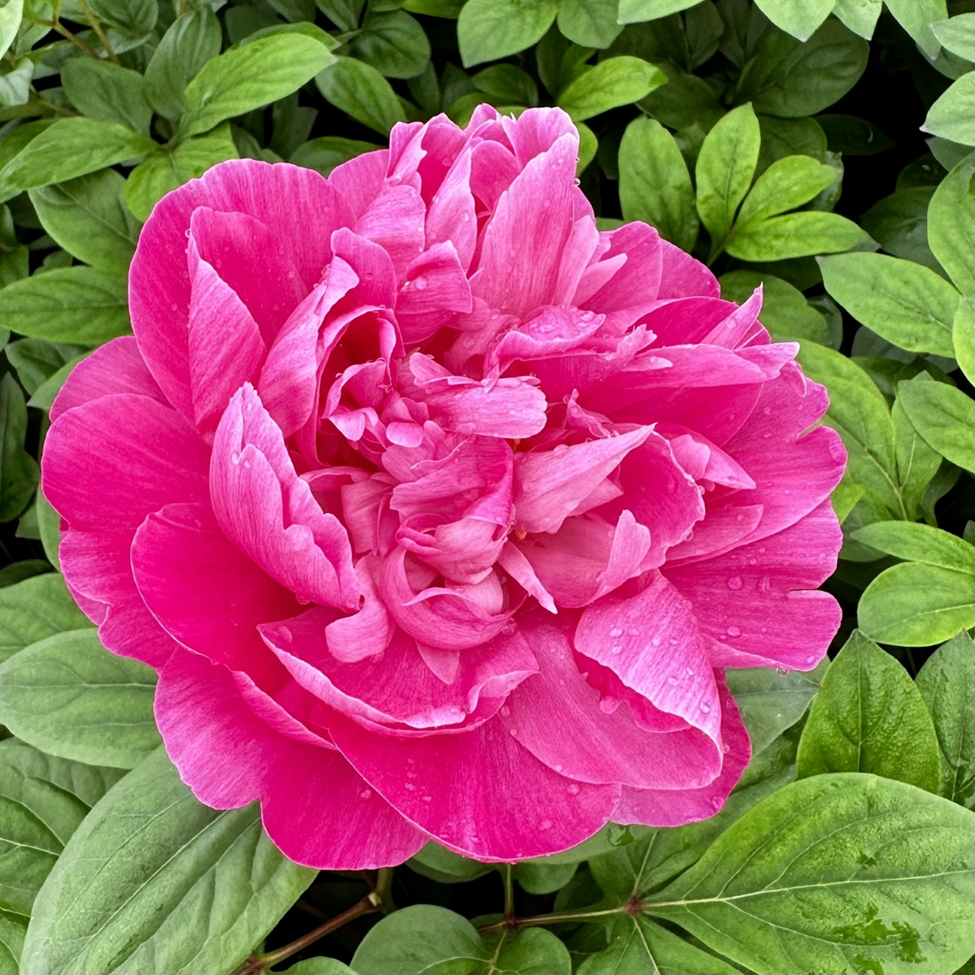 PAEONIA LACTIFLORA 'SARAH BERNHARDT RED'