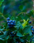 POWDERBLUE BLUEBERRY