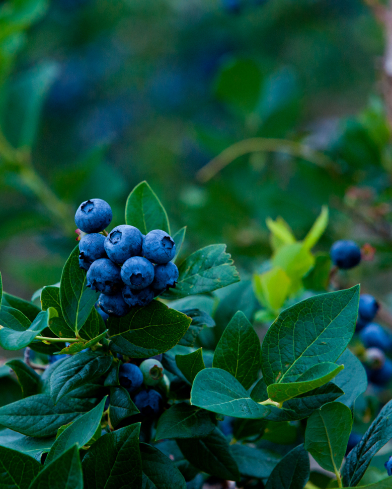POWDERBLUE BLUEBERRY
