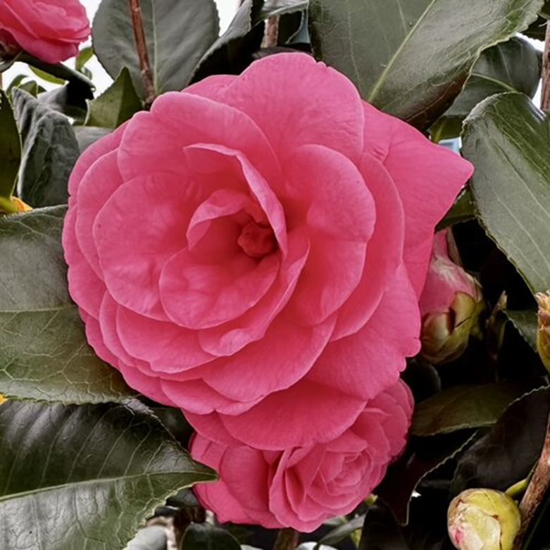 JERRY HILL CAMELLIA