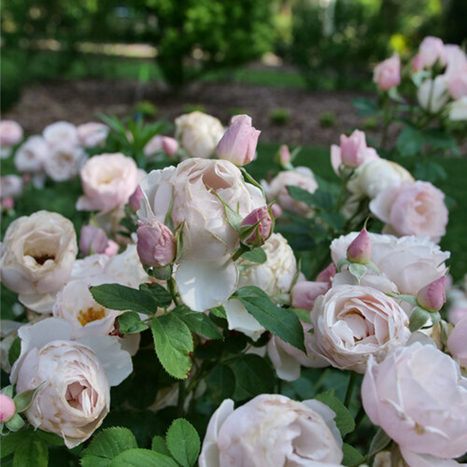 PEAR'D® FLAVORETTE ROSE