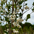 SPRING SHOWERS SNOWBELL