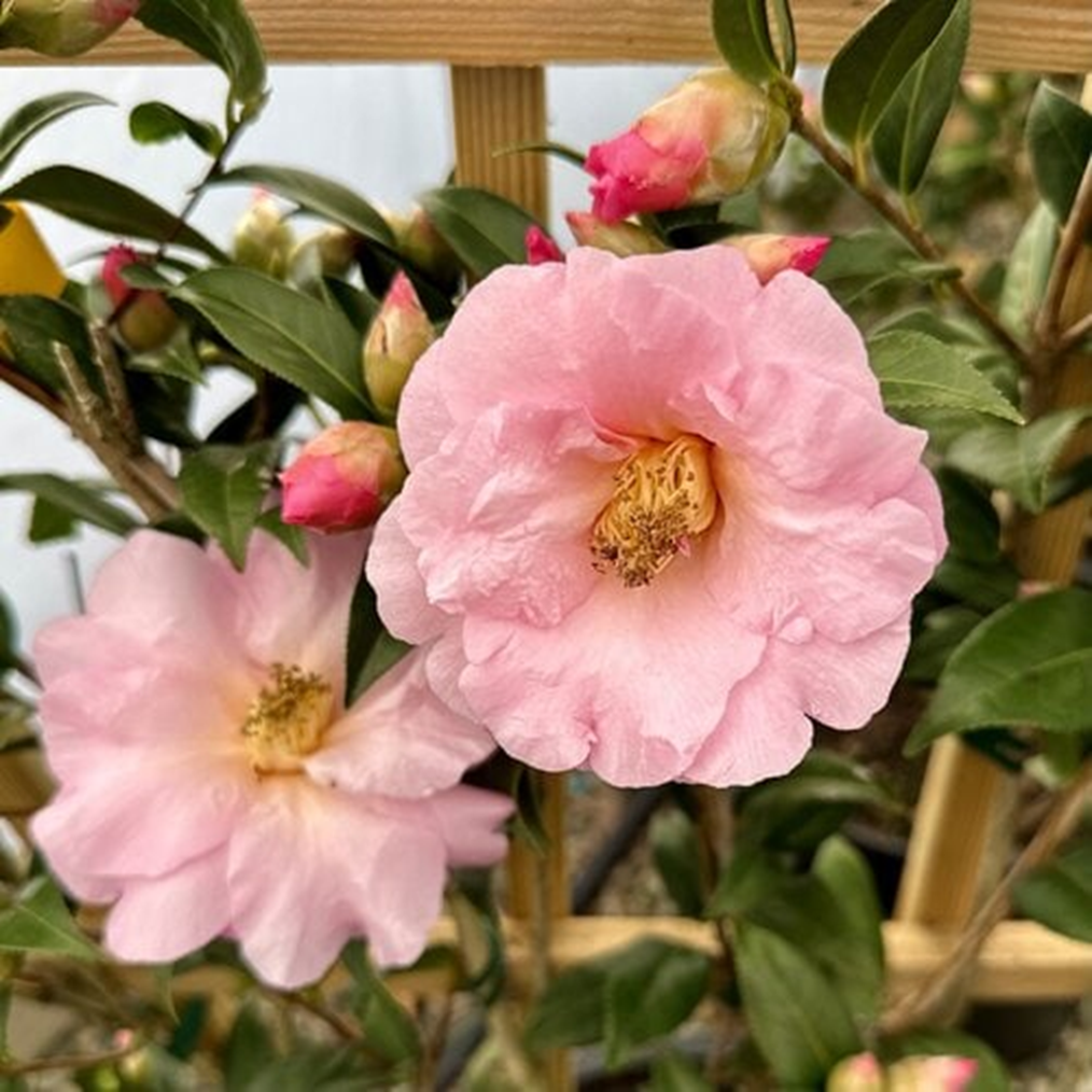 TAYLORS PERFECTION CAMELLIA
