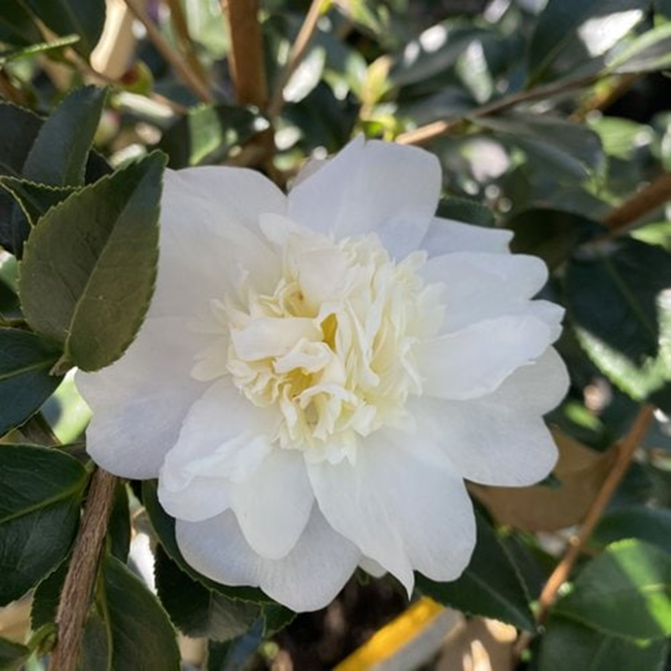 WINTER'S SNOWMAN CAMELLIA