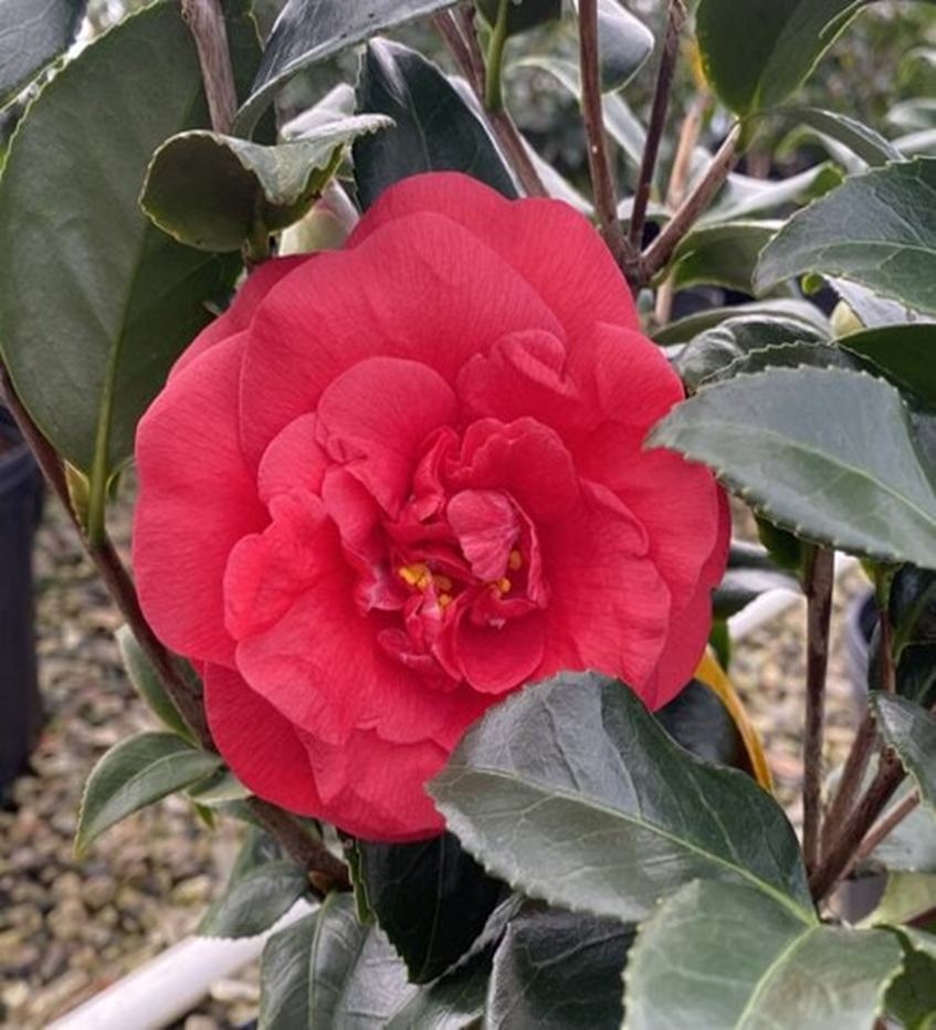 ROSEHILL RED CAMELLIA