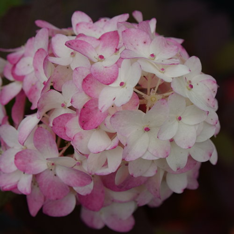 FIRELIGHT TIDBIT® HYDRANGEA