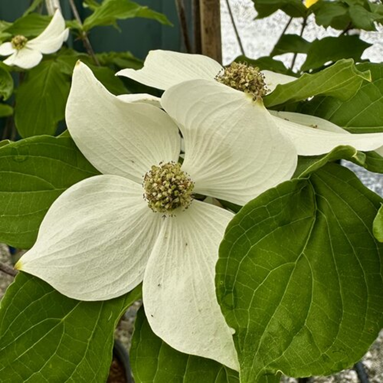 STARLIGHT® DOGWOOD