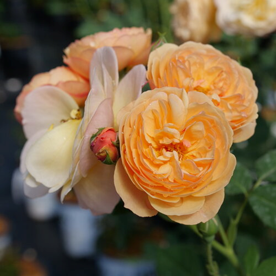 HONEY-APRICOT FLAVORETTE ROSE