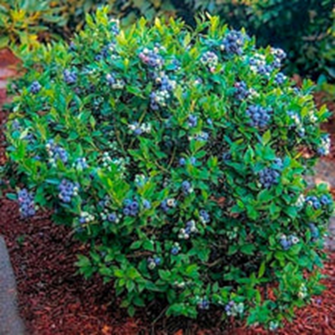 PREMIER RABBITEYE BLUEBERRY