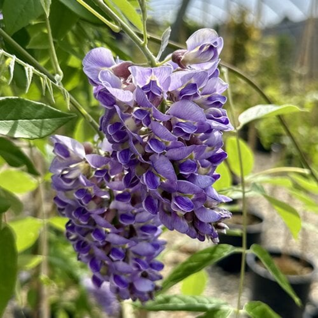 AMETHYST FALLS AMERICAN WISTERIA
