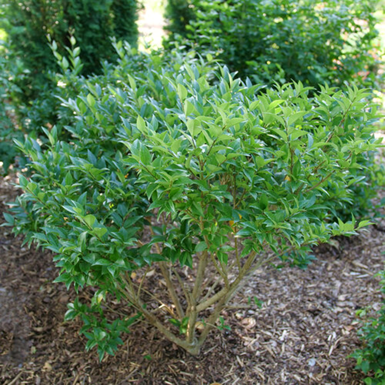 KINDLY™ WAXLEAF LIGUSTRUM