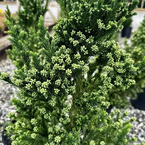 BLACK DRAGON CRYPTOMERIA