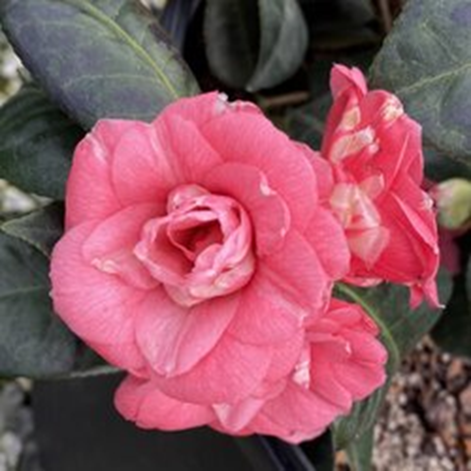 APRIL KISS CAMELLIA