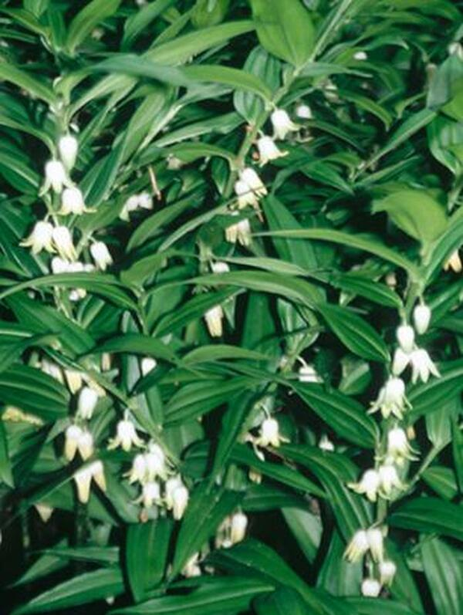 EVERGREEN SOLOMON'S SEAL