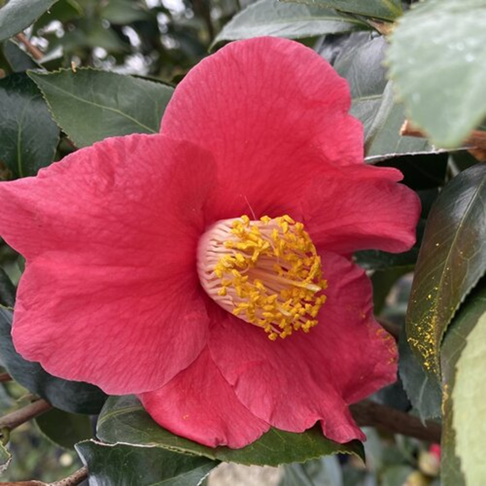 SPRING'S PROMISE CAMELLIA