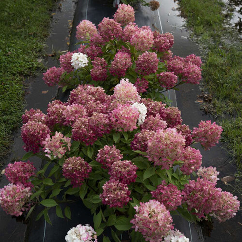 FIRELIGHT TIDBIT® HYDRANGEA
