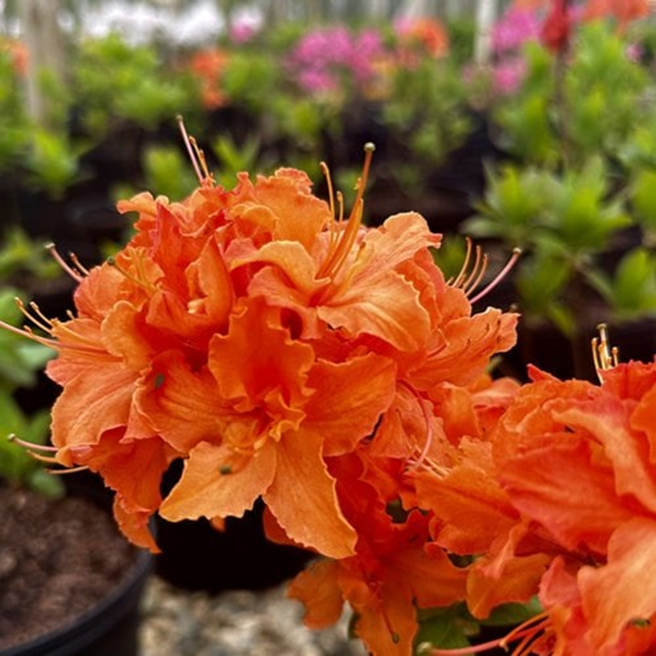 MANDARIN LIGHTS AZALEA