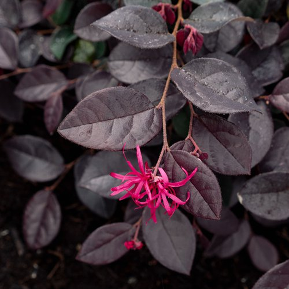 PLUM GORGEOUS™ LOROPETALUM