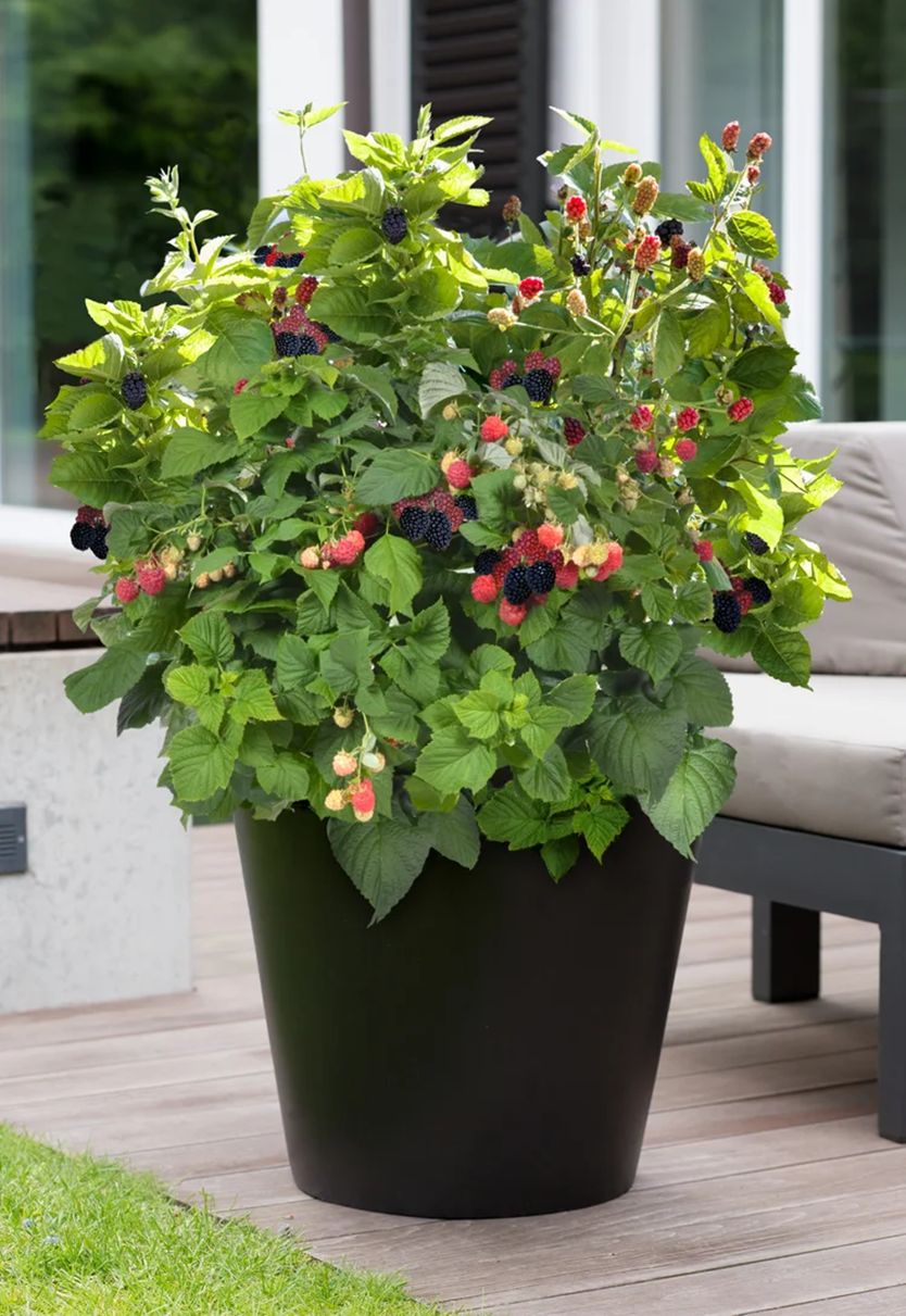 BABY CAKES® BLACKBERRY