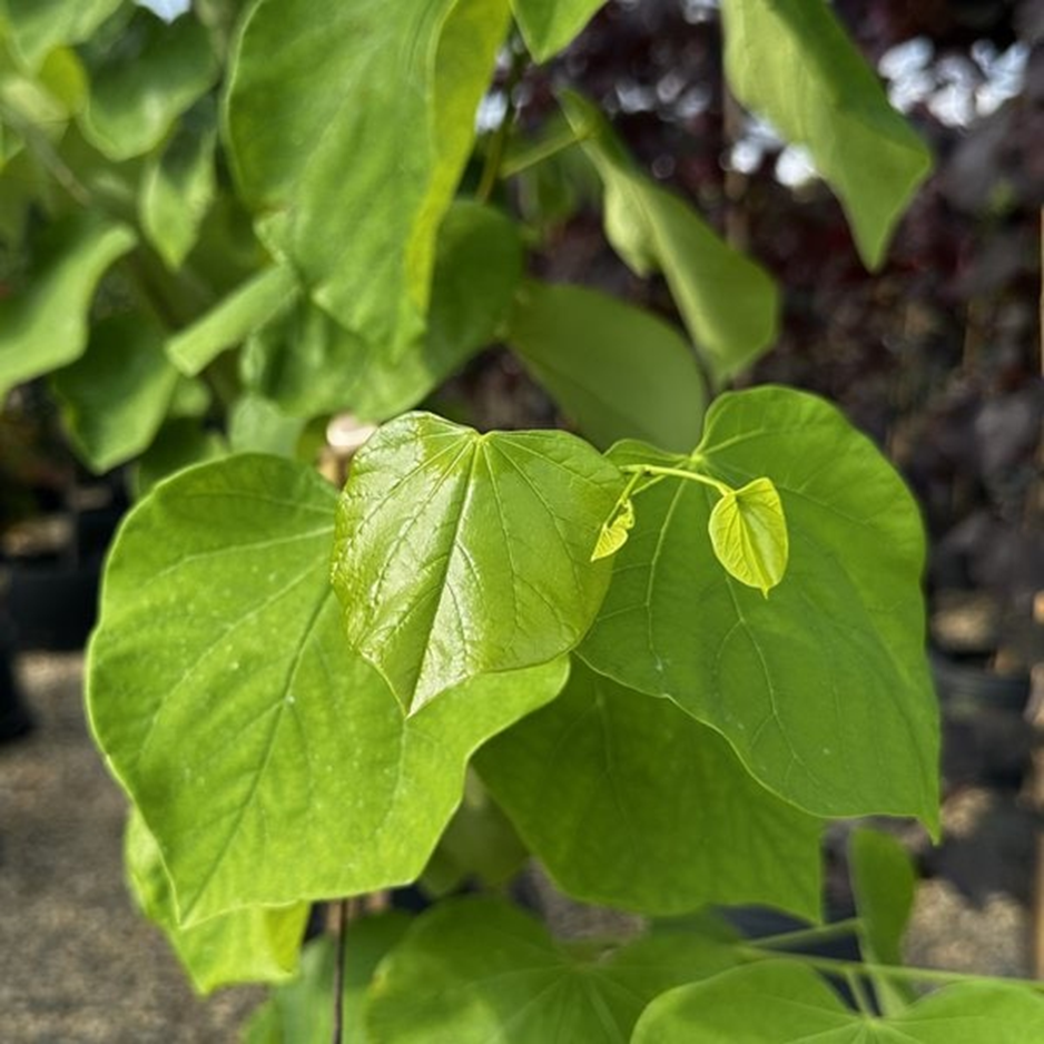 ROYAL WHITE REDBUD