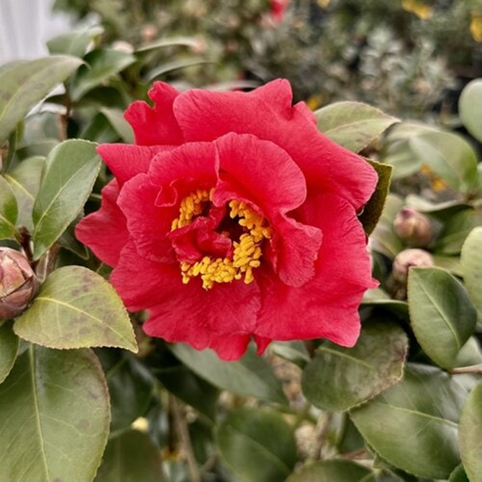 DR.J.C.RAULSTON CAMELLIA