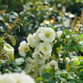 DOUBLE TAKE® ETERNAL WHITE QUINCE