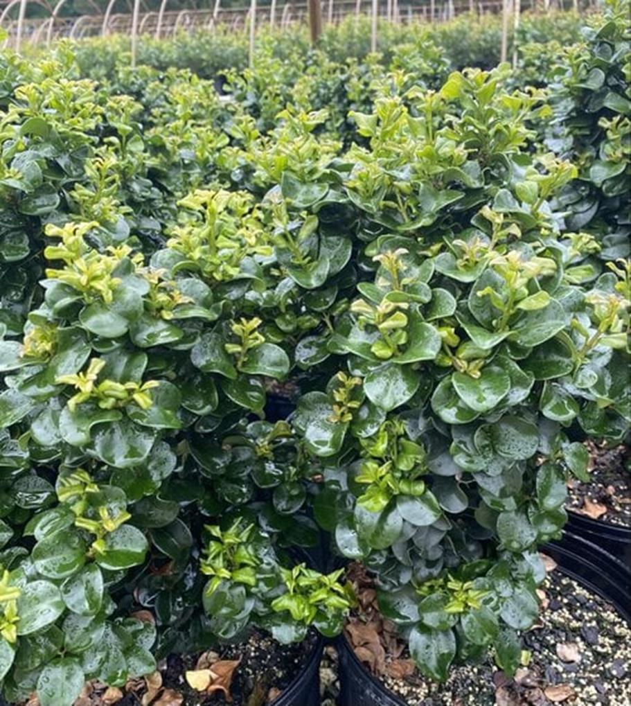 CURLYLEAF LIGUSTRUM