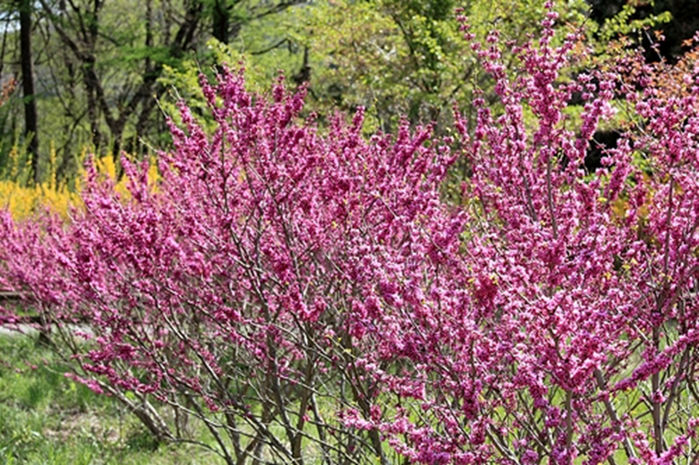 DON EGOLF CHINESE REDBUD