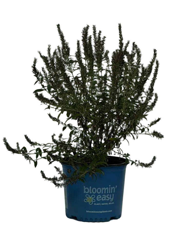 BIRTHDAY CAKE™ BUTTERFLY BUSH