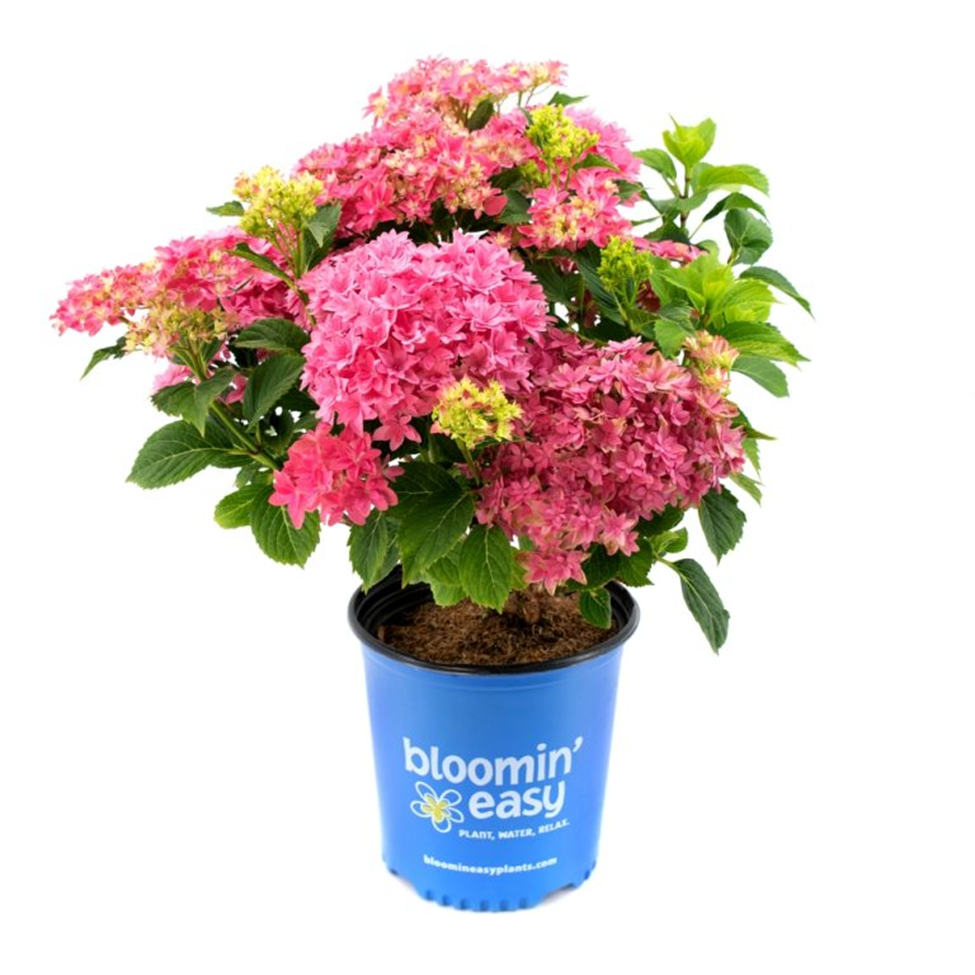 STARFIELD™ HYDRANGEA