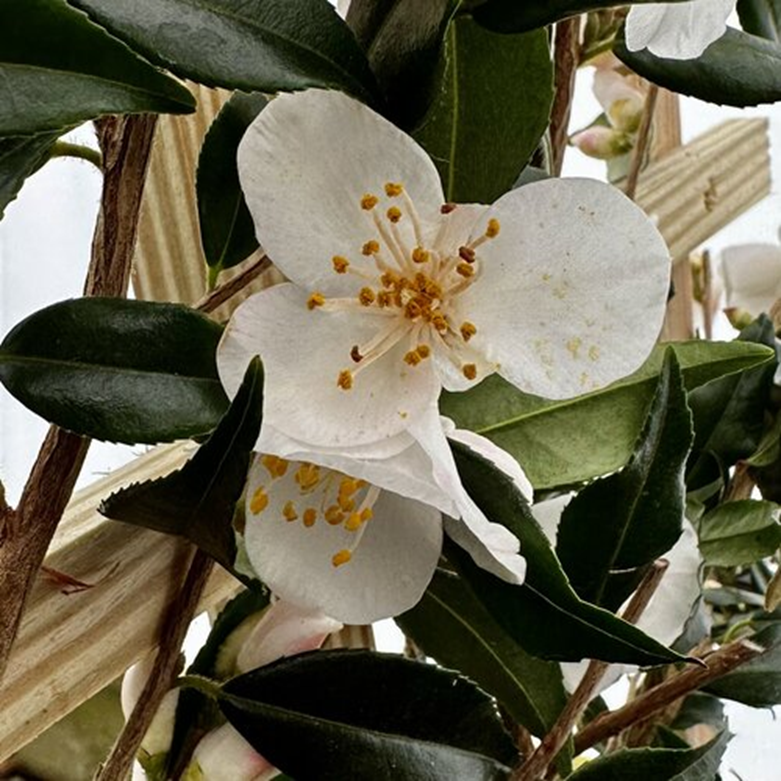 SNOW BELLS CAMELLIA