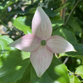 SCARLET FIRE™ KOUSA DOGWOOD