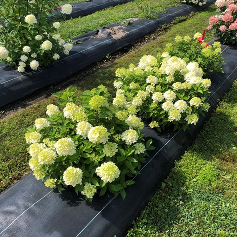 FIRELIGHT TIDBIT® HYDRANGEA