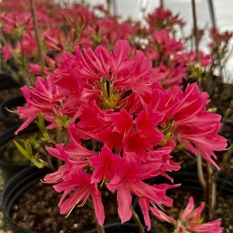 ROSY LIGHTS AZALEA