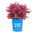 PLUM GORGEOUS™ LOROPETALUM