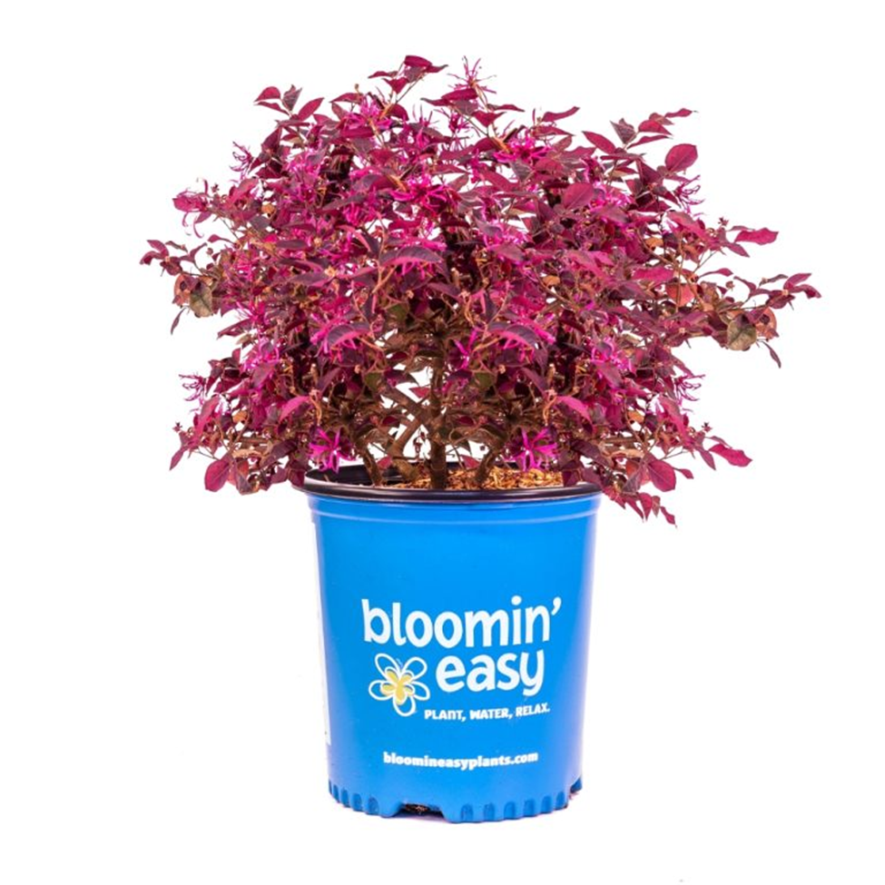 PLUM GORGEOUS™ LOROPETALUM