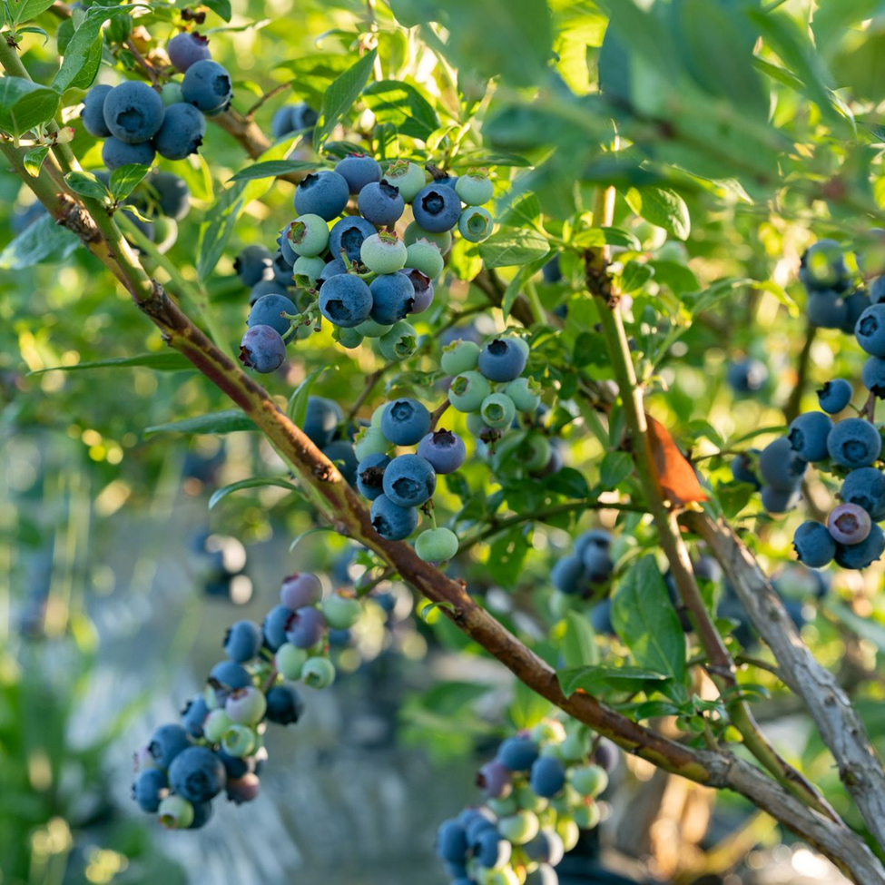 CLIMAX BLUEBERRY