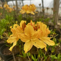 GOLDEN LIGHTS AZALEA